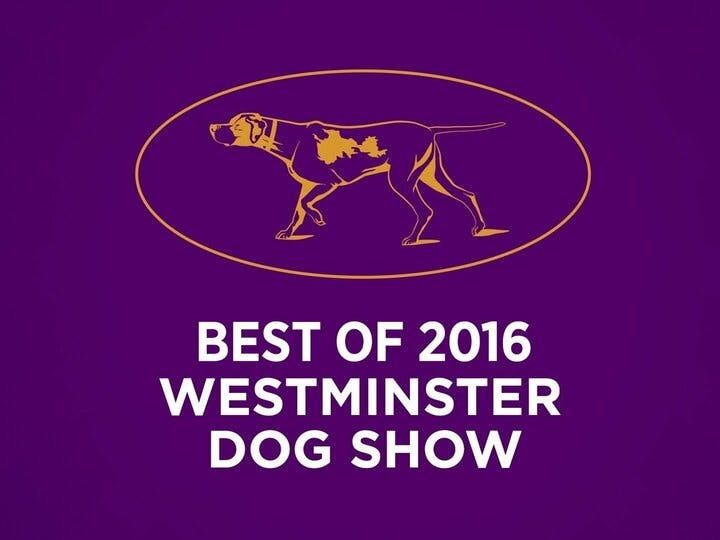 Best of 2016 Westminster Dog Show Image