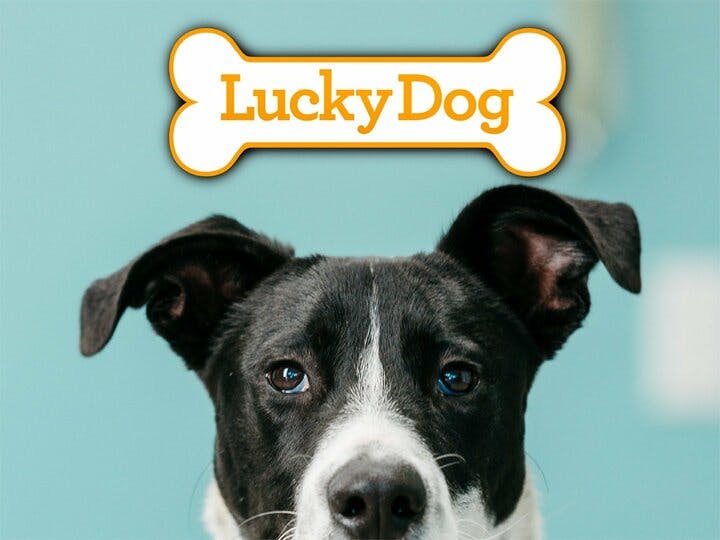 Lucky Dog Image