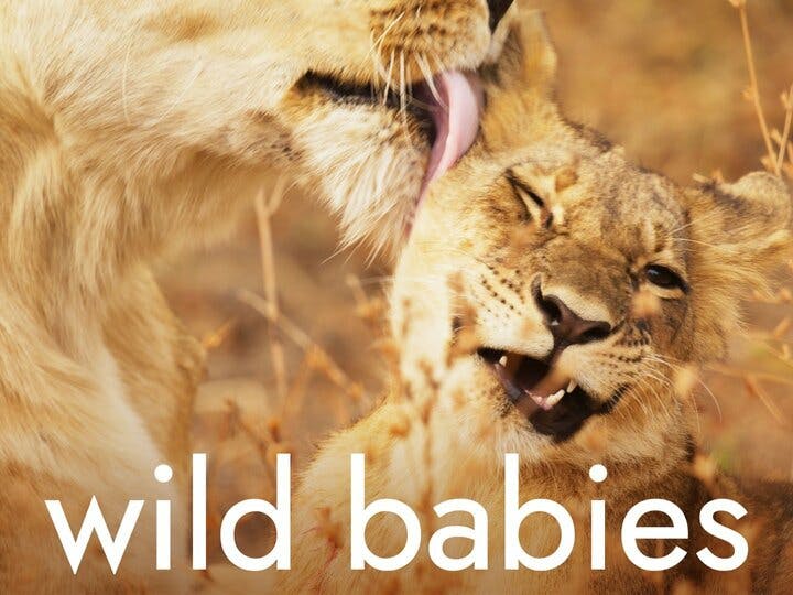Wild Babies Image